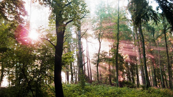 Lichtstrahlen brechen durch die Zweige von Bäumen. © NDR Foto: Janett Bauermeister aus Stove