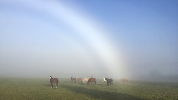 Pferde stehen auf einer Weide im Nebel © NDR Foto: Alexandra Krüger aus Gnevsdorf