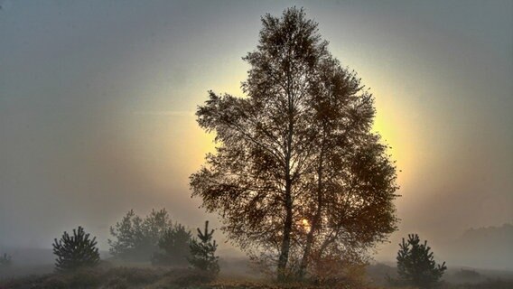 Ein Baum im Nebel © NDR Foto: Uwe Meyer aus Lübtheen