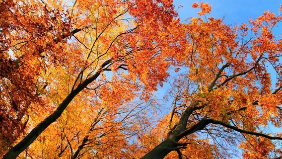 Herbstliche Baumkrone © NDR Foto: Karl-Otto Wichmann aus Pasewalk