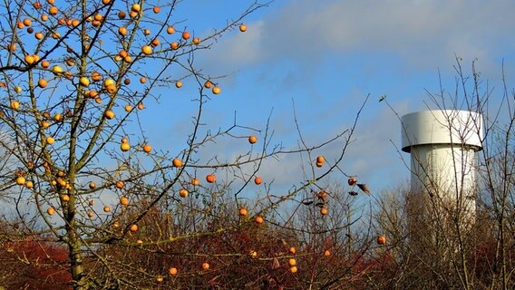 Äpfel an einem Baum © NDR Foto: Horst Laatz von der Insel Poel