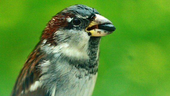 Ein Vogel mit einem Samen im Schnabel © NDR Foto: Renate Reinbothe aus Thurow