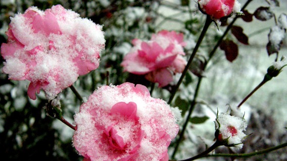 Schnee auf Rosenblüten © NDR Foto: Brunhild Hering aus Kraak
