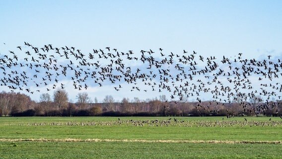 Gänse auf einem Feld beim Abflug © NDR Foto: Frank Engel aus Parchim