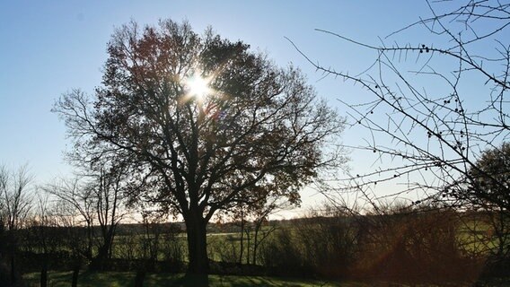 Sonne hinter einem Baum © NDR Foto:  Karin Schröder aus Mühlen Eichsen