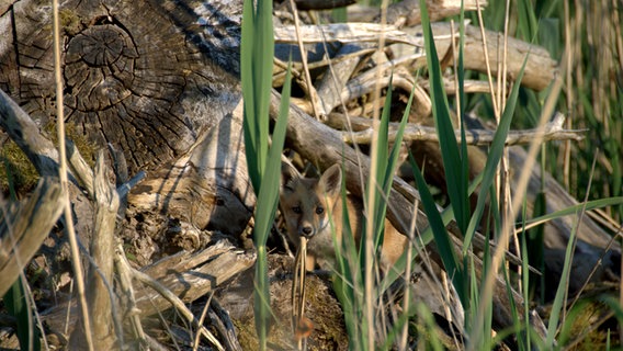 Ein Fuchs zwischen Gehölz © NDR Foto: Adolf Krampitz aus Parchim