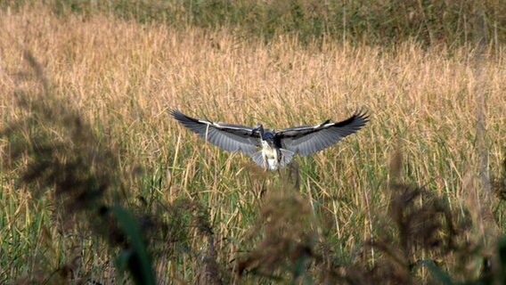 Ein Vogel auf Beutejagd © NDR Foto: Adolf Krampitz aus Parchim