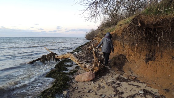 Frau geht am Ufer der Ostsee entlang einer Steilküste spazieren. © NDR Foto: Horst Laatz von der Insel Poel