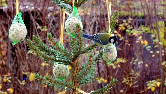 Ein Vogel in einer kleinen Tanne © NDR Foto: Horst Laatz von der Insel Poel