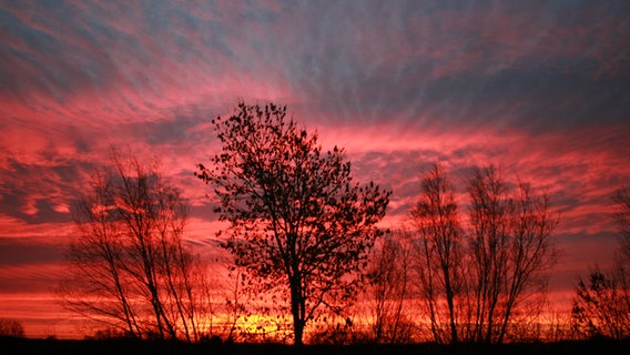Tiefroter Sonnenaufgang über einem Feld mit Baum. © NDR Foto: Madlen Klöckner aus Schlagresdorf
