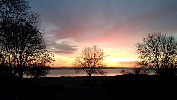 Kahle Baumsilhouette vor Sonnenaufgang © NDR Foto: Roland Larek aus Poel