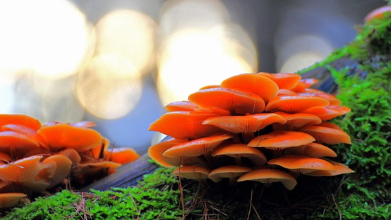 Nahaufnahme eines roten Pilzes auf moosbegrüntem Boden © NDR Foto: Kurt Rux aus Sternberg
