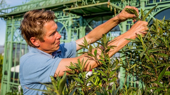 Peter Rasch schneidet Triebe eines Oleanders ab. © NDR Foto: Udo Tanske