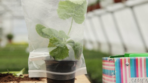 Gurkenpflanze mit Plastiktüte  Foto: Udo Tanske