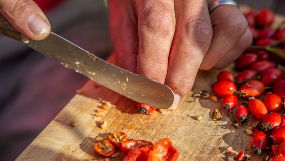 Eine Hagebutte wird mit einem Messer zerteilt.  Foto: Udo Tanske