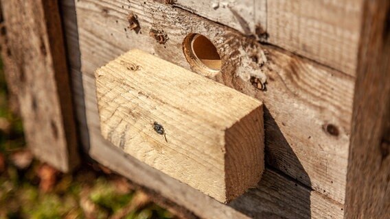 Ein Holzblock dient als Landebahn am Hummelkasten. © NDR Foto: Udo Tanske