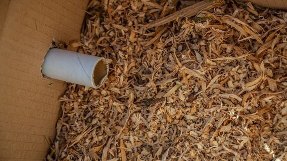 In einem Pappkarton mit Pappröhre liegt gehäckseltes Holz. © NDR Foto: Udo Tanske