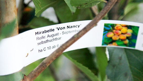 Etikett am jungen Obstbaum © NDR Foto: Udo Tanske