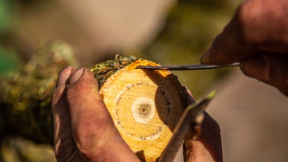 Ein Gärtner löst vorsichtig die Rinde eines Astes, um den Baum zu veredeln. © NDR Foto: Udo Tanske