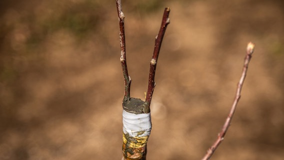 Ein veredelter Baum an der "Schnittstellle"  Foto: Udo Tanske