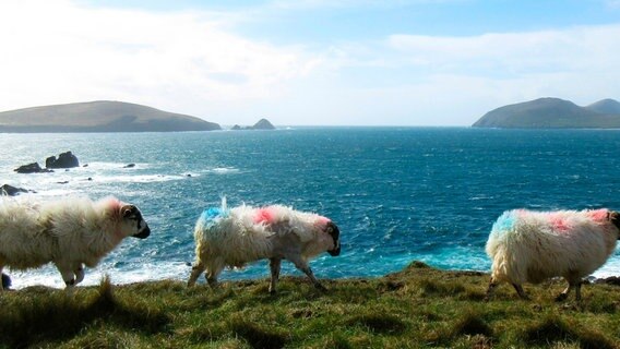 „Sturm ist, wenn das Schaf keine Locken hat“. Diese Exemplare an der Küste Dingles sind starke Winde gewöhnt. Angeblich leben in Irland etwa 8 Millionen Schafe und „nur“ 5 Millionen Menschen. © NDR 