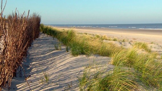 Strandhafer auf Norderney © NDR 