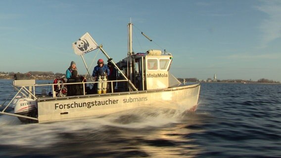 Mit den Kieler Forschungstauchern auf der Ostsee. © NDR 