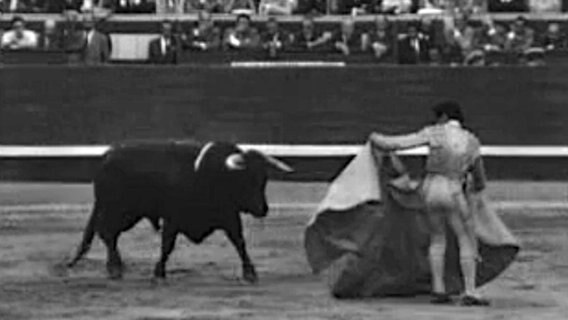 Tod des Stiers © NDR / Panorama 