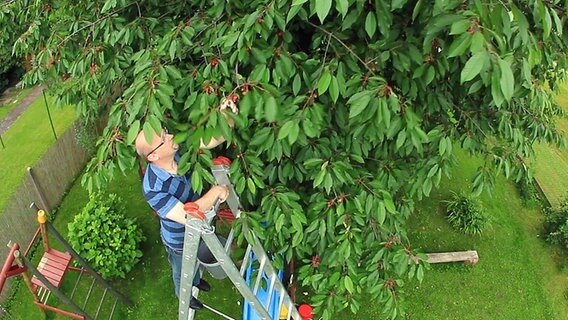 Andreas T. bei der Kirschenernte in seinem Garten. © NDR 