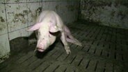 Ein Schwein, das Probleme hat aufzustehen. © ARIWA 
