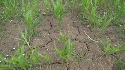 Trockener, rissiger Erdboden, auf dem vereinzelt Gras wächst. © NDR 