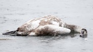 Ein toter Vogel (Schwan) liegt auf der Wasseroberfläche. © NDR Foto: Screenshot