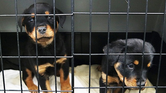 Video-Thumb "Illegaler Handel mit Hundewelpen" © NDR / ARD Foto: Screenshot