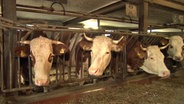 Rinder stehen in einem Stall. © NDR 