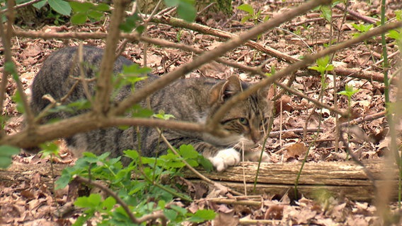 Eine verwilderte Katze im Wald in Schleswig-Holstein. © NDR 