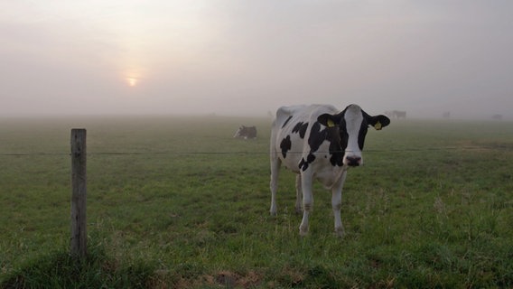 EIne Kuh steht auf einer Moor-Weide in Norddeutschland. © NDR 