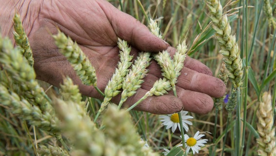 Eine Hand hält in einem Öko-Weizenfeld Bio-Weizenähren. © dpa / picture-alliance 