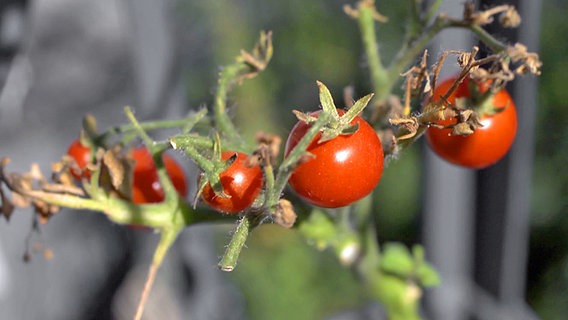 Tomatenpflanze auf einem Balkon. © NDR 