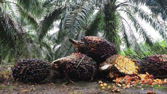 Früchte der Ölpalme, aus deren Fruchtfleisch Palmöl gewonnen wird. © NDR 