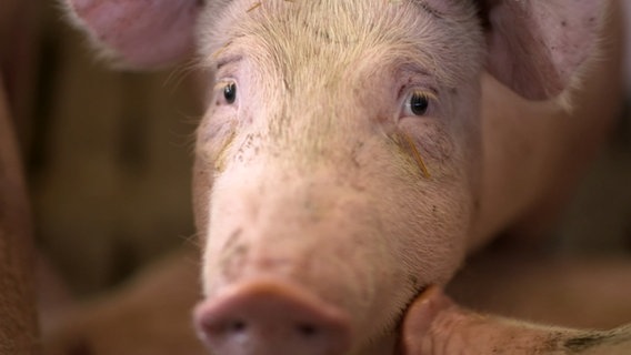 Der Konzern Danish Crown schließt den letzten großen Schlachthof für Schweine im mecklenburgischen Teterow. © NDR 