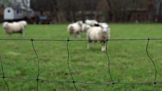 Schafe stehen auf einer Wiese, im Vordergrund ein Zaun Schafe stehen auf einer Wiese, im Vordergrund ein Zaun © NDR Foto: Screenshot