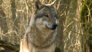 Ein Wolf © NDR Foto: Screenshot