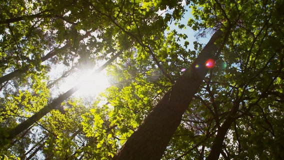 Bäume, durch den Blattwerk Sonnenlicht strahlt © Screenshot Foto: Screenshot