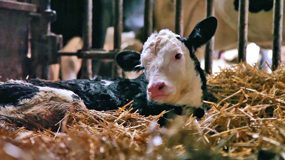 Ein frisch geborenes Kalb liegt im Stroh. © NDR 