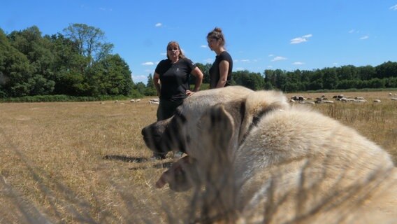 Ein Schutzhund für Schafsherden auf einem Feld mit Schäferin und Reporterin. © NDR 