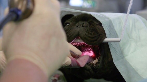 Schwarzer Hund wird operiert und liegt mit geöffneter Schnauze auf einem OP-Tisch. © NDR Foto: Screenshot