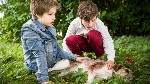 Till (Otto von Grevenmoor) und Ramin (Jann Piet) streicheln einen verletzten Hund. © NDR/Studio bHH Foto: Boris Laewen