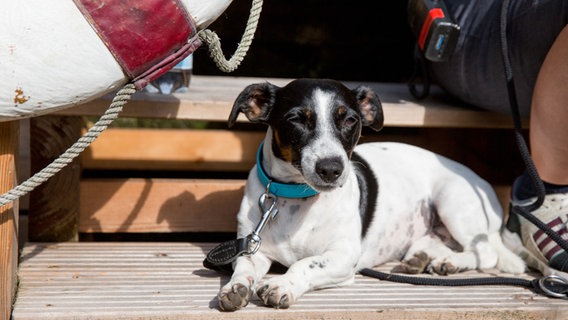 Ein Hund liegt in der Sonne. © NDR Foto: Claudia Timmann