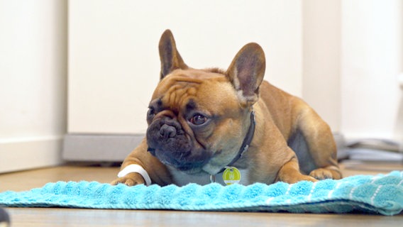 Eine Französische Bulldogge liegt auf einem Handtuch.  