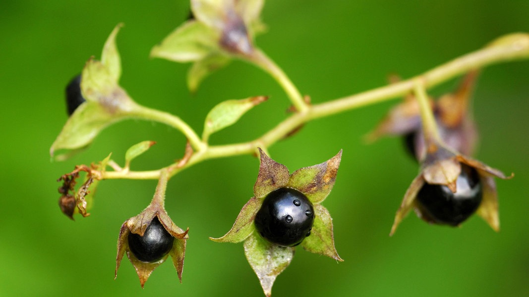 Diese Gartenpflanzen Sind Giftig Ndr De Ratgeber Garten